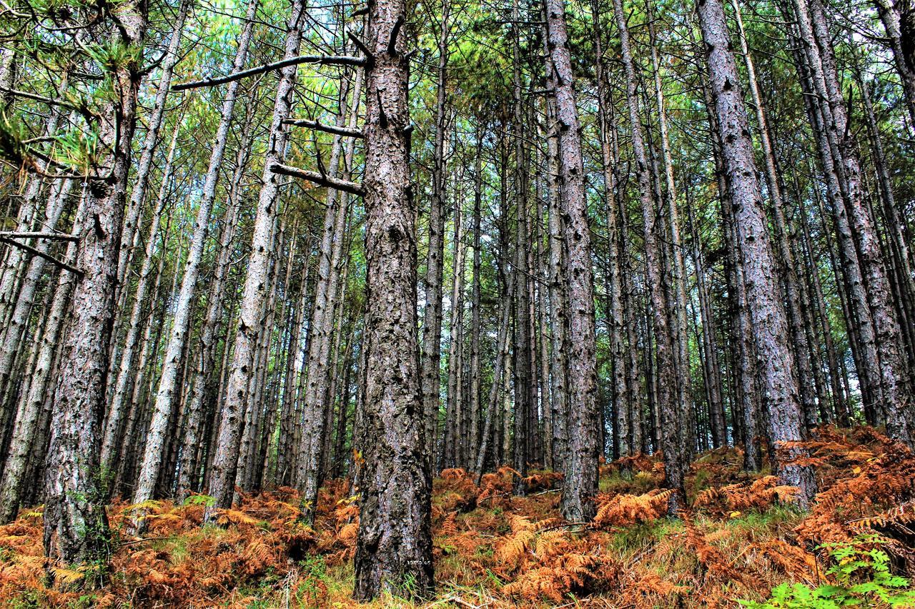 Foresta In Medias Mores Tripoli Buitenkant foto